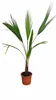 Washingtonia robusta, 100–140 cm. Mexická fächerová palma, Náhled obrázku produktu 4