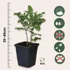 A potted plant with a ruler and care icons. Produktbild-Vorschau