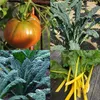 Alte historische Gemüsesorten (Bio) - Samen-Geschenkset mit Produktbild-Vorschau 5