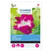 Buzzy Climbing Flowers Ipomoea Dubbel Pink Samen - Ca. 2 gr Produktbild-Vorschau 4