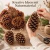 Maritima Zapfen 14-18 cm 20 Stück Pinus pinaster große Produktbild-Vorschau 4