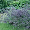 6 x provensálsky levanduľa  - Lavandula intermedia 'Grosso' Náhľad obrázku produktu 2