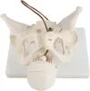 Anatomie Modell Model Weiblich Skelett Geburt Demonstration Produktbild-Vorschau 4