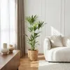 Howea Forsteriana (palmier Kentia) - Grande plante Voir les images du produit 6