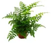 Asplenium dimorphum Parvati – Speciální odrůdy pokojových Náhled obrázku produktu 2