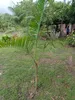 Palma di açaí (Euterpe oleracea)  - 2 semi Anteprima dell’immagine prodotto 3