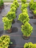 Chamaecyparis obtusa Nana Aurea - Gelbe Produktbild-Vorschau 4