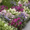 Krzew motylkowy Buddleja davidii Butterfly Candy Little Podgląd zdjęcia produktu 6
