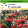 SAFLAX - Choinka Nowozelandzka - 300 Nasiona - Z podłożem Podgląd zdjęcia produktu 10