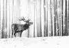 Selbstklebende Folie Fototapete - Deer in the Snow (Black Produktbild-Vorschau 5