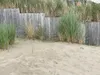 Stauden Gänge 3 x Ammophila arenaria im 1 Liter Topf - Produktbild-Vorschau 4
