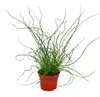 Liebeslocke, Juncus effusus Spiralis, Korkenzieherbinse Produktbild-Vorschau 1