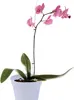 A pink orchid plant in a white pot against a white background. Produktbild-Vorschau
