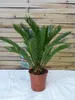 [Palmenlager] - Cycas revoluta 60 cm - Sagopalme - Palmfarn Produktbild-Vorschau 1