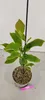 Magnolia x soulangeana, Biberbaum, 2-Liter-Topf Produktbild-Vorschau 3