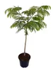 Albizia julibrissin 'Ombrella' – Seidenbaum, Schlafbaum Produktbild-Vorschau 3