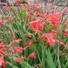 6 x Montbretie  - Crocosmia 'Emberglow'  | Topf 9cm x 9cm Produktbild-Vorschau 2