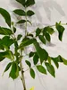 Juglans regia 'Franquette', Walnussbaum, 5-Liter-Topf Produktbild-Vorschau 4