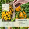 Tomatensamen (Yellow Submarine, 10 Korn) - Tomaten Saatgut Produktbild-Vorschau 2