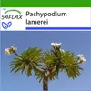 SAFLAX - Madagaskar - palma - Pachypodium lamerei - 10 Náhled obrázku produktu 10