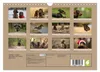 Dackel - lustige Gesellen auf kurzen Beinchen (Wandkalender Produktbild-Vorschau 3