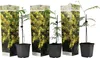 Three potted mimosa plants are displayed in front of decorative packaging. Voir les images du produit