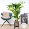 Bloomique - Howea Forsteriana - Palmier Kentia - Plantes Voir les images du produit 2