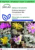 SAFLAX Garden to go - Kvitnúce kamene / Conophytum Mix - Náhľad obrázku produktu 1