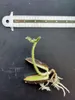 Abiu (Pouteria caimito)  - 1 pezzo Anteprima dell’immagine prodotto 5