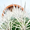 Pachycereus pringley - malá rastlina v 5,5 cm hrnci Náhľad obrázku produktu 2