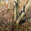 Two trekking poles leaning against a tree in a wooded area. Náhled obrázku produktu