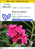 SAFLAX Ensemble de culture - Rose du désert - 8 graines - Voir les images du produit 1
