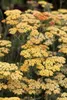 Achillea millefolium 'Terracotta', Schafgarbe, orange, ca. Produktbild-Vorschau 13