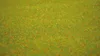 NOCH ( 00270 ) Grasmatte Blumenwiese, 120 x 60 cm Anteprima dell’immagine prodotto 3