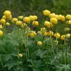 6 x Trollblume - Trollius europaeus  | Topf 9cm x 9cm Produktbild-Vorschau 2