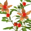 Vigologes Ashwagandha plus Kapseln 120 St Produktbild-Vorschau 11