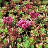 6 x tappeto di sedum  - Sedum spurium 'Schorbuser Blut'  | Anteprima dell’immagine prodotto 2