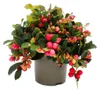 Gaultheria procumbens (Teppichbeere), Gaultheria procumbens Podgląd zdjęcia produktu 3