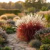 Stauden Gänge 1 x Miscanthus sinensis 'Lady in Red' im 11 x Produktbild-Vorschau 2