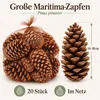 Maritima Zapfen 14-18 cm 20 Stück Pinus pinaster große Produktbild-Vorschau 2