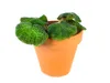 Gardners Begonia rex mix, priemer 6 cm Náhľad obrázku produktu 7