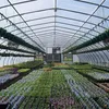 JOIEYOU polykarbonátové desky dvoustěnné 4mm, 14ks Náhled obrázku produktu 4
