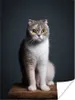 MuchoWow® Poster Katze - Haustiere - Licht 90x120 cm - Produktbild-Vorschau 1