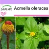 SAFLAX - paracress - Acmella oleracea - 500 Semená Náhľad obrázku produktu 10