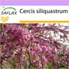 SAFLAX - Strom lásky / Strom srdca - Cercis siliquastrum - Náhľad obrázku produktu 7