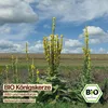Samenliebe  Königskerze Samen | Wildblume - winterhart & Produktbild-Vorschau 4