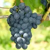 Winorośl Nero 2L Podgląd zdjęcia produktu 6