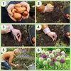 Allium Zwiebeln Winterhart Mehrjährig - Globemaster - 5 Produktbild-Vorschau 9