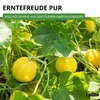 Zitronengurke Lemon Samen - Cucumis sativus - Gurkensamen - Produktbild-Vorschau 6