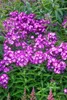 Phlox paniculata 'Uspech', Flammenblume, violett, ca. 11x11 Produktbild-Vorschau 1